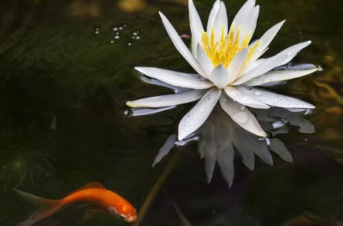 The White Lotus Cast: Inside the Ensemble That Made TV History